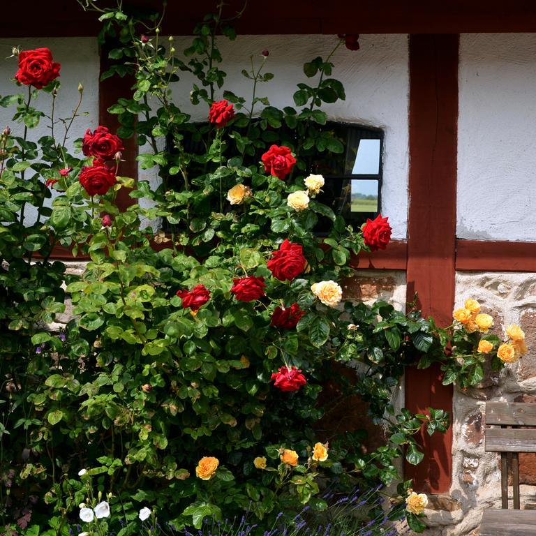 Bed and Breakfast Torsborgs Gard Simrishamn Camera foto